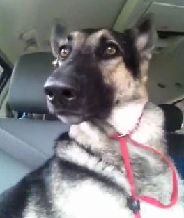 音楽に合わせて耳をリズミカルに動かす犬