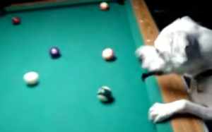 ビリヤードが天才的にうまい犬
