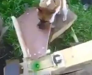 ボールを投げるマシンを理解してひとりで遊ぶ犬