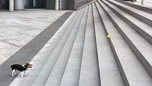 階段を利用してボールキャッチ遊びをする犬