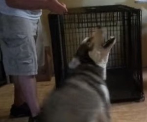 銃で撃たれる演技が迫真すぎる犬