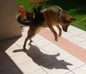 初めて自分の影に気づいた犬が子どものように影遊び