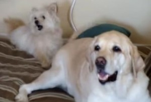 犬が嬉しくて尻尾を振ると後ろの犬が往復ビンタになって困惑ｗ