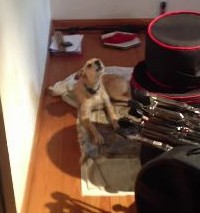 サックスに合わせてブルースを歌う犬