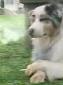 タバコを吸う犬