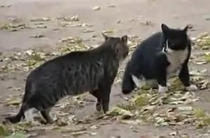 猫のケンカを止める犬