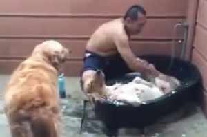 体を洗ってもらう犬を見て羨ましそうにそわそわする犬ｗ