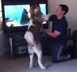 テレビの熊と戦おうとする秋田犬