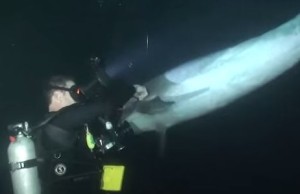 ダイバーに助けを求めた賢いイルカ