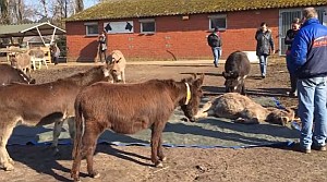 仲間のロバの死に悲嘆の鳴き声を上げるロバ達