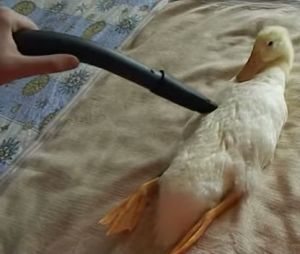 掃除機で吸われるのが好きなアヒル