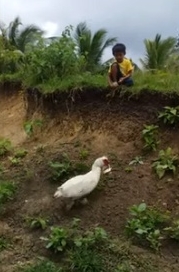子供のサンダルを拾って返すアヒル