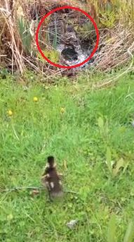 猫が連れてきた鴨の雛を親鴨に返した