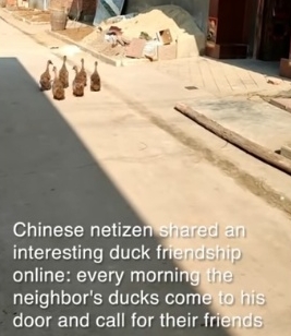 中国のアヒルは友人を誘って川に行く