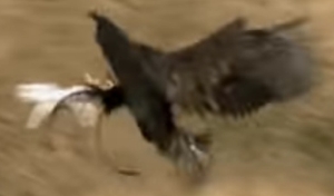 ドローンを捕獲する鷲