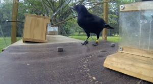 道具を使って餌を入手するカラス