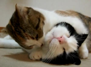 妹が兄を組み伏せてグルーミング