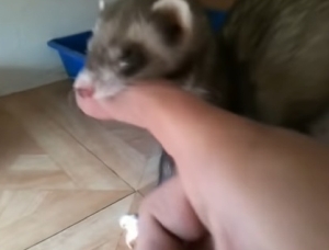 飼い主に赤ちゃんを見せたいフェレット