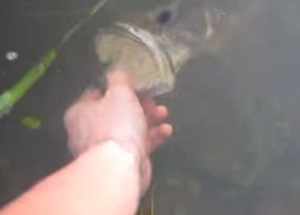 ブラックバスを素手で釣る方法