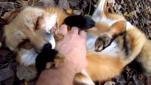 野生の狐をもふってると甘咬みする様子がカワイイ