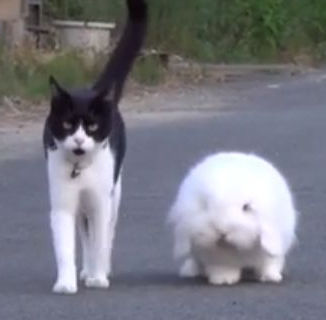 猫と仲の良いうさぎが一緒に散歩