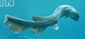生きた化石ラブカ(frilled shark)