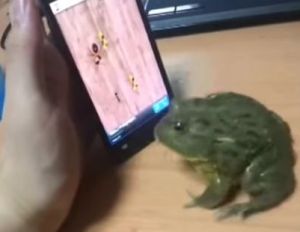 餌を食べられずに欲求不満なカエルが動画撮影者に報復
