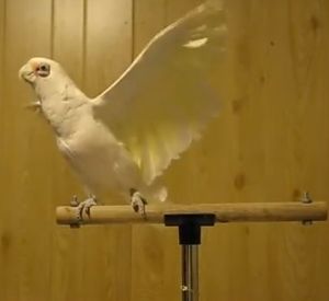 ブルースブラザースの曲に合わせてノリノリで踊りまくるオウム