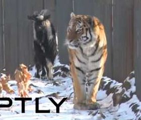 なぜか虎に気に入られた餌だったはずの山羊