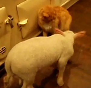 一方的に猫を可愛がるウザい山羊