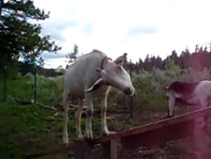 高いところが好きな山羊がシーソーに戸惑う