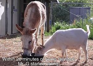 好きな驢馬と別れたのが寂しくて食事を拒否した山羊