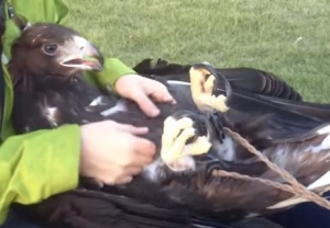 腹を撫でられて喜ぶイヌワシ