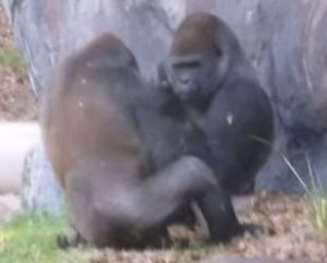 ゴリラが中指を立てて仲間を威嚇