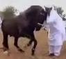 音楽に合わせて踊る馬