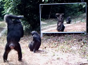 動物に鏡を見せるとどうなるか実験した動画