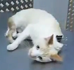 猫を簡単に大人しくさせる方法