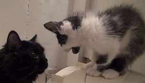 虐めていた新参猫と徐々に仲良くなる古参猫