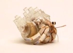 ヤドカリの殻で作ったアート