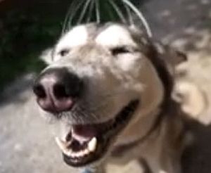 頭皮マッサージ器で恍惚となるハスキー犬がおもしろいｗ