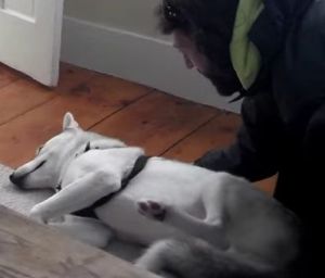 散歩が嫌でNOと答えるハスキー犬
