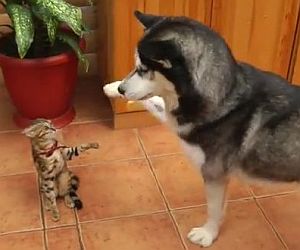 猫をなでたくて仕方のないハスキー犬
