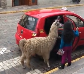 ペルーではラマもタクシーに乗ってもよい