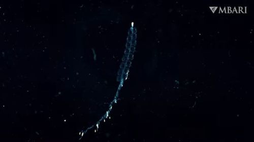クラゲの群が連なって海を泳ぐ