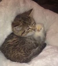 ヒヨコを抱きかかえて可愛がる子猫