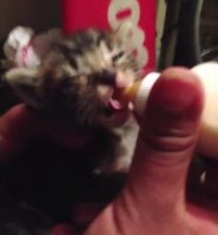 ミルクを飲む子猫の鳴き声がうまいうまいと言ってるように聞こえる