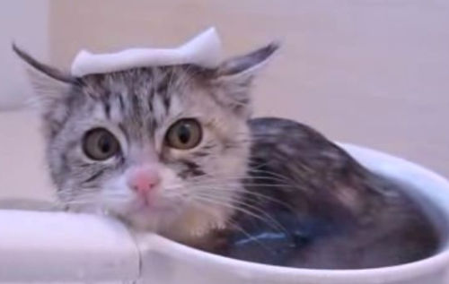 初めてのお風呂を満喫する子猫
