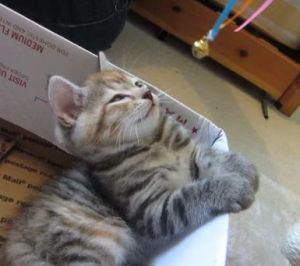 子猫が鈴を使った催眠にかかる様子