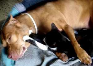 ピットブルに抱かれてる子猫がモミモミする動画