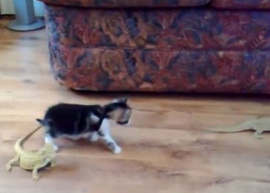 トカゲが隣にいたことが予想外で物凄くビビる猫